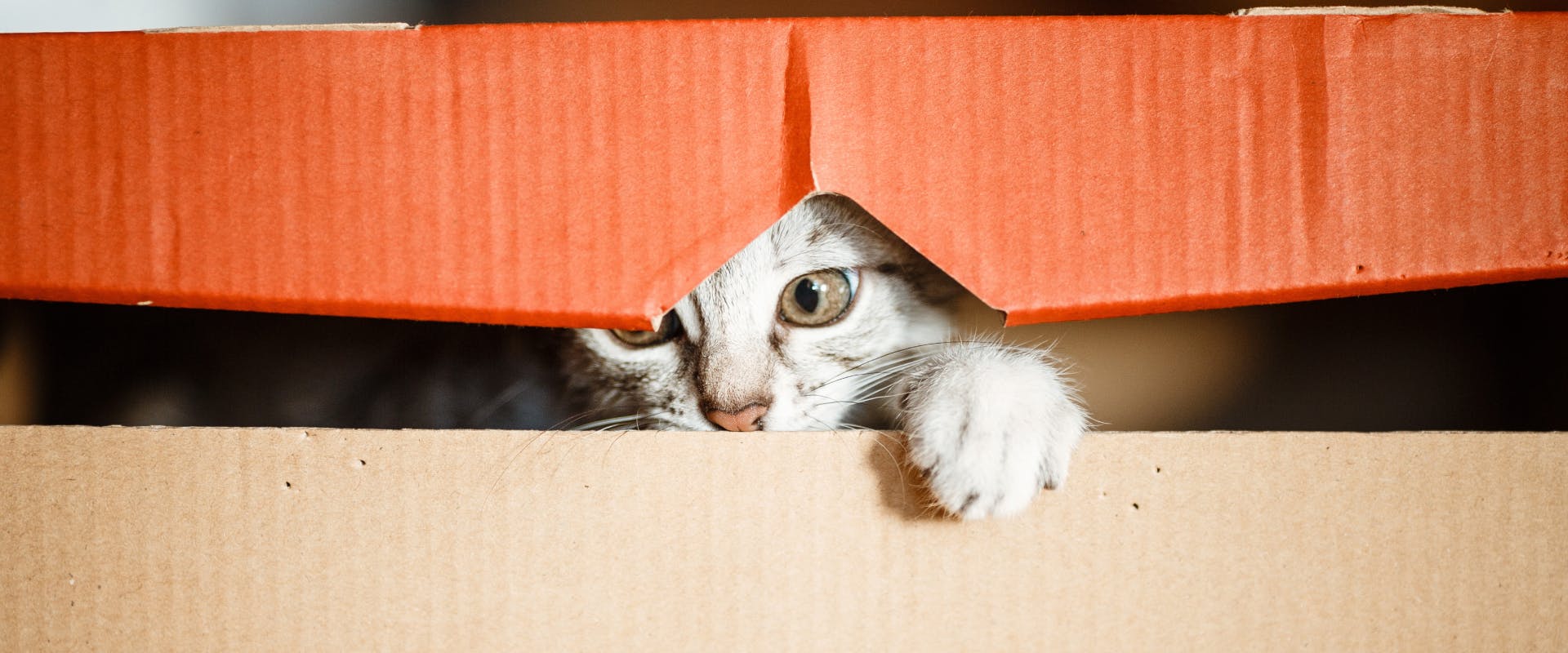 A rescue cat hides in a box.