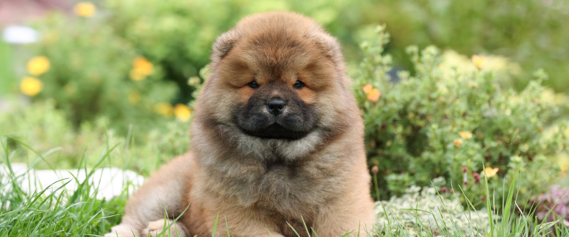 a chow chow puppy sat on a grassy lawn surrounded by wild flowers