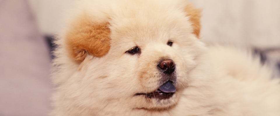 a light coated chow chow puppy looking to the left of the camera with its blue, black tongue sticking out