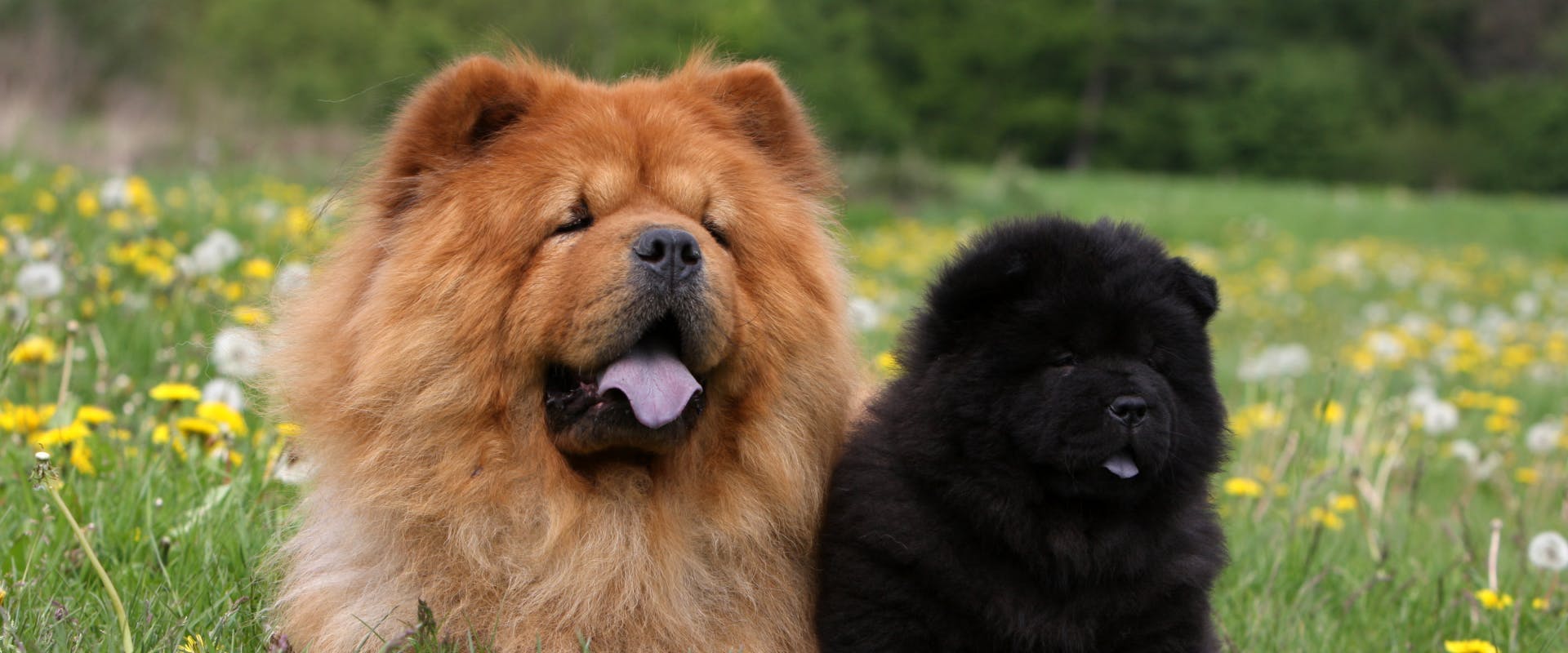 a chow chow dog sat next to a black chow chow puppy in a field of long grass and wild flowers