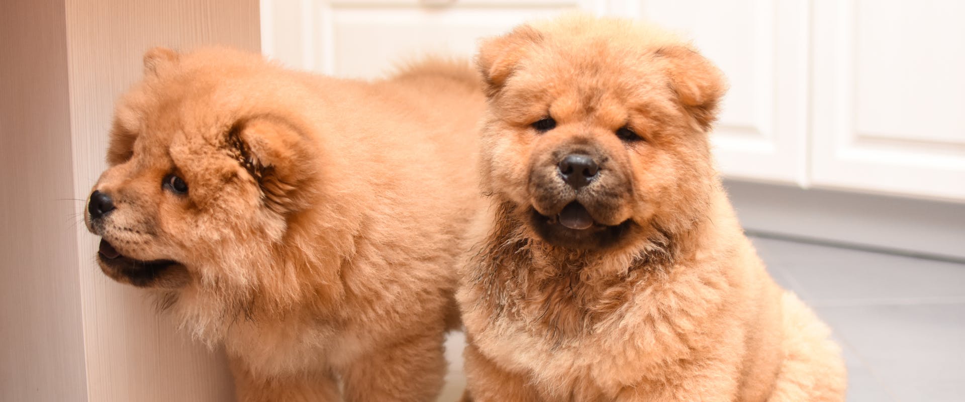 two chow chow puppies stood and sat in a kitchen doorway
