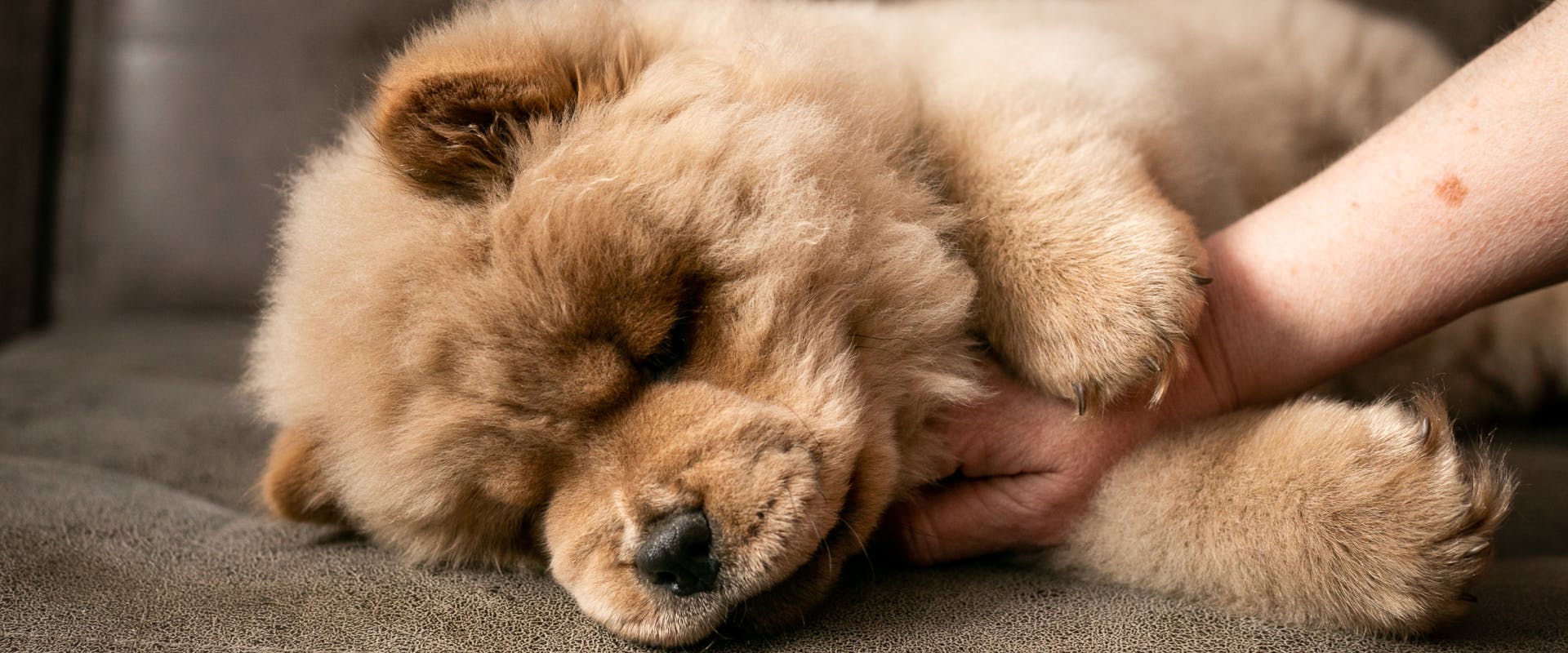 a chow chow puppy sleeping on its side on a brown coach while a human strokes their chest
