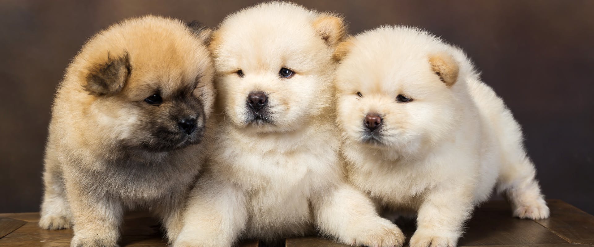 three chow chow puppies lying next to each other on a wooden surface