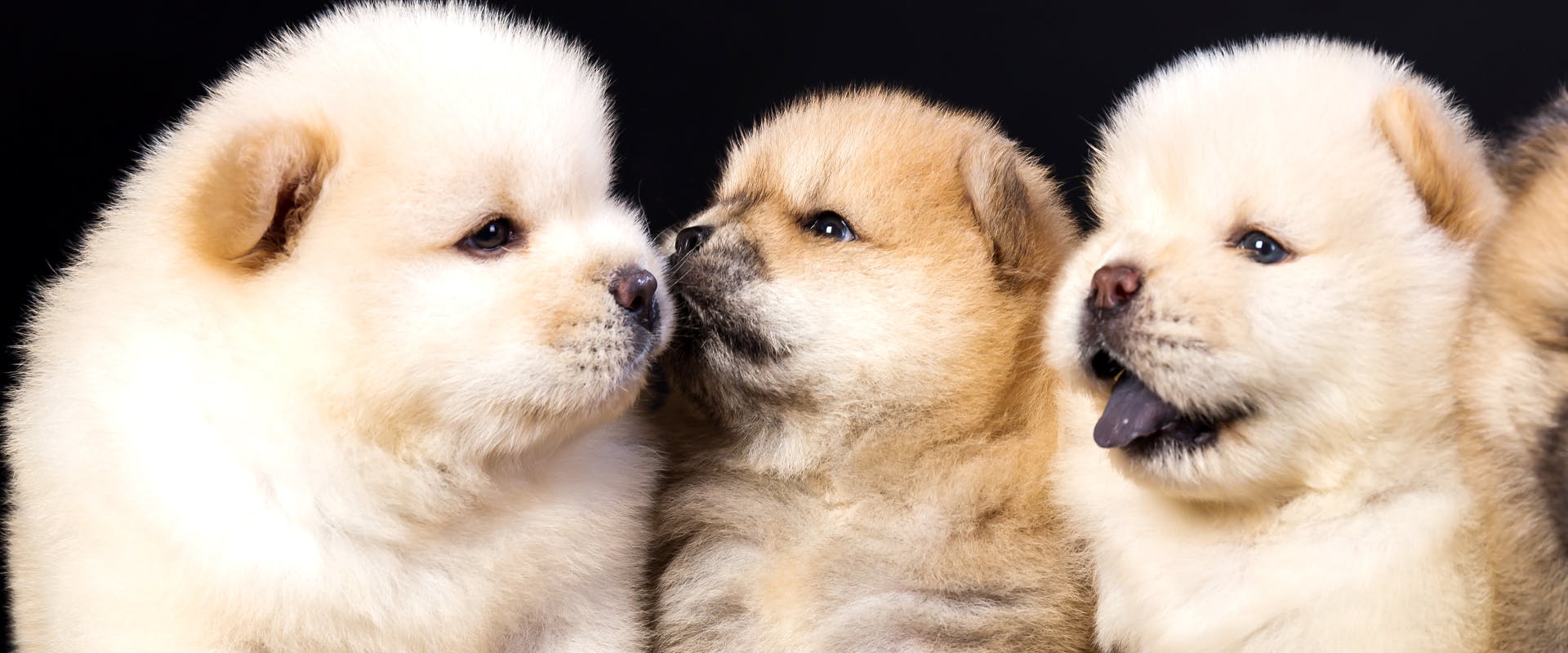 a pack of chow chow puppies sat next to each other with a black background