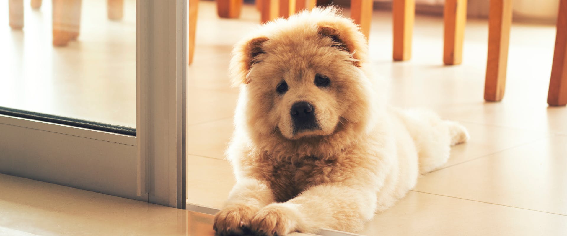 a chow chow puppy lying on its tummy in a doorway with its front and back paws sticking out