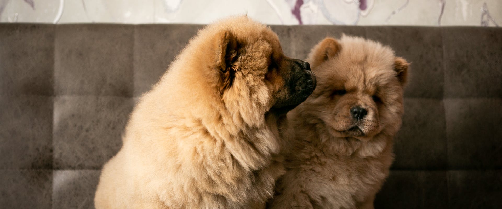 two chow chow pups sat on a brown coach