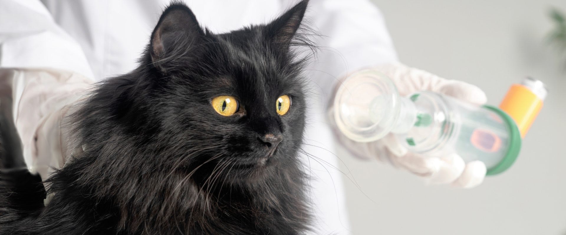 Black cat at the vet having asthma treated.