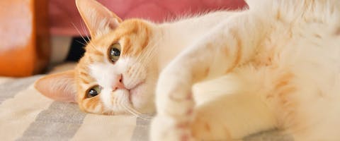 A ginger and white cat lying on its side.