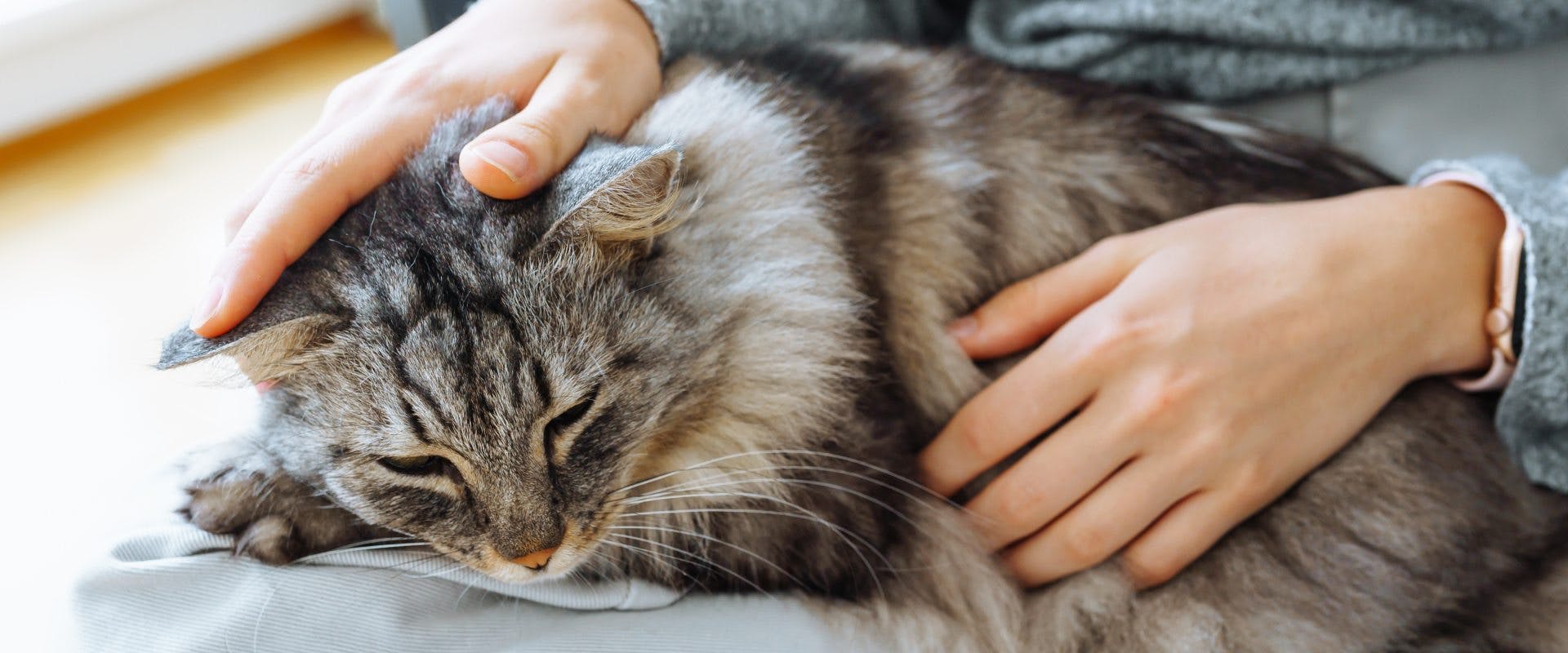 A grey long haired cat having breathing problems and being comforted.