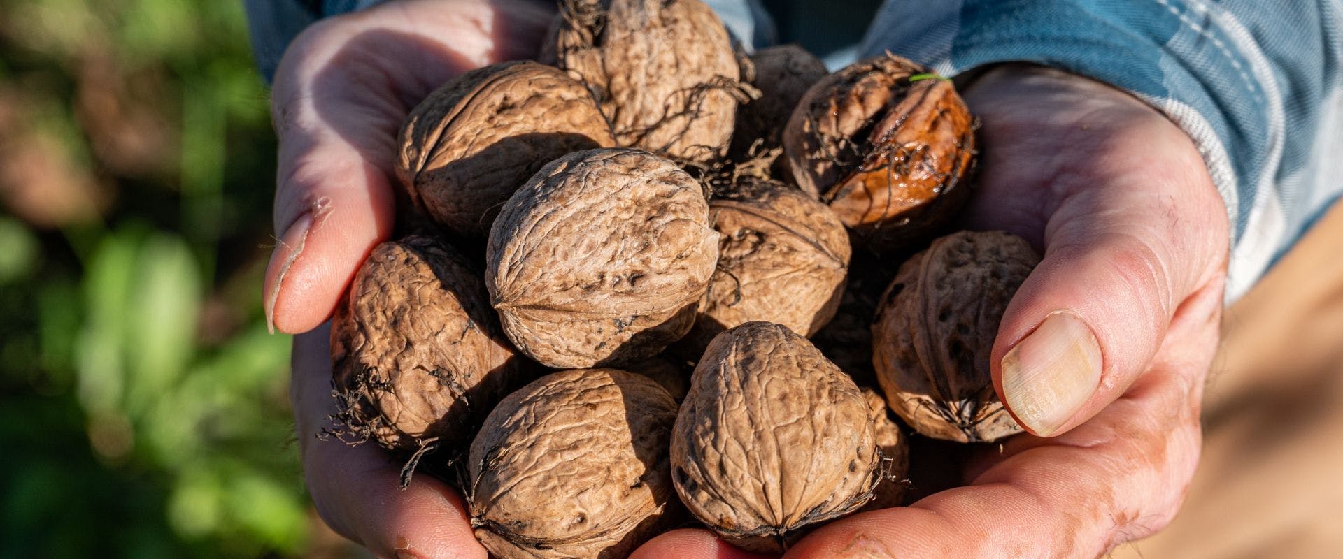 Person holding freshly-harvested walnuts