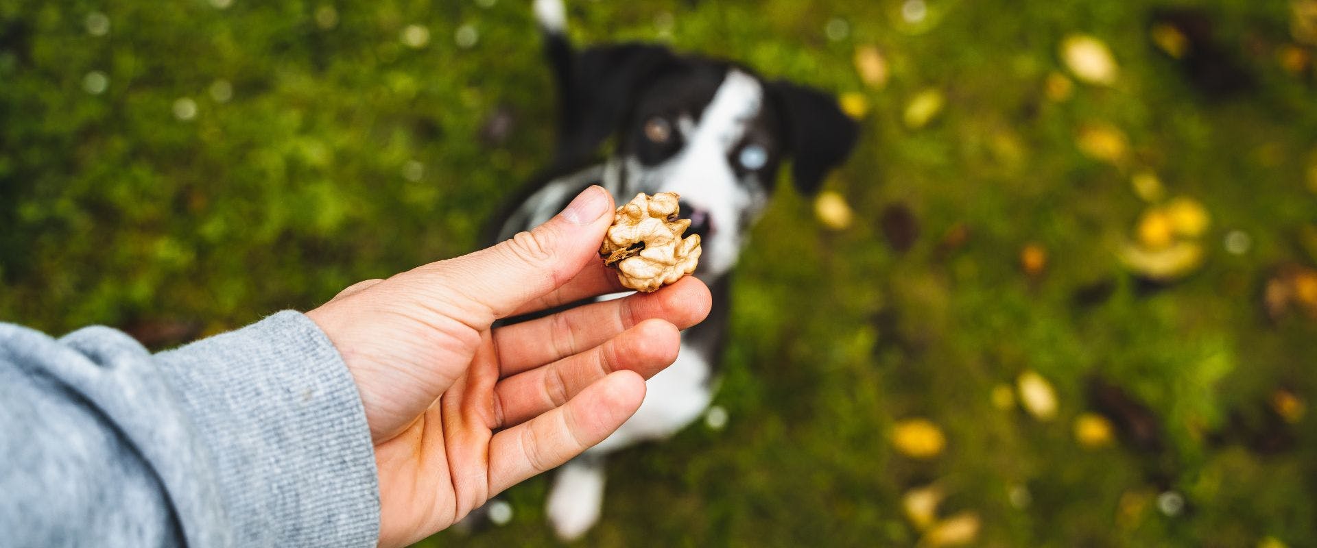Person holding a walnut in front of a Border Collie