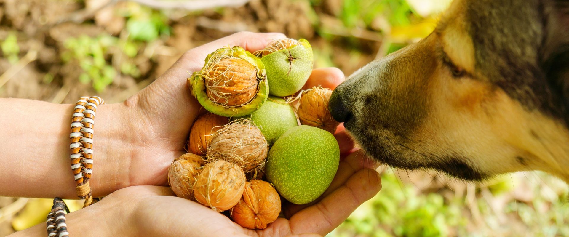 Can Dogs Eat Walnuts?