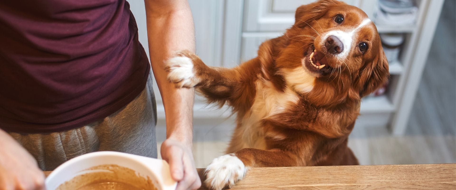 Brown and white dog jumping up at the kitchen side while owner is baking