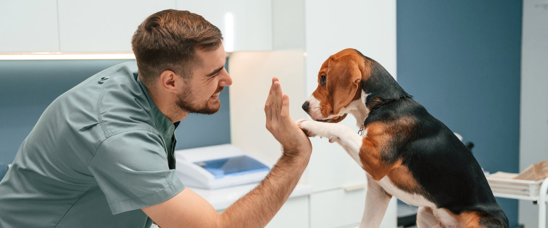 a smiling male vet hi-fiving a beagle on a silver table top