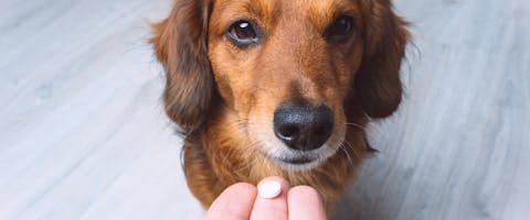 a long-haired dachshund facing the camera with a round pink pill being held our to it by a white human hand