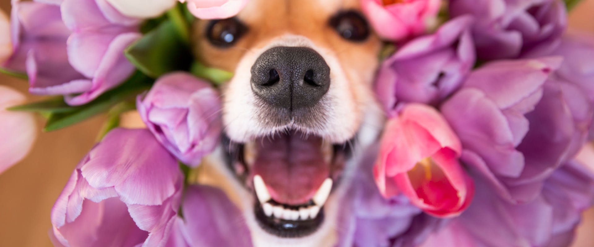 a terrier poking its snout while panting through a bunch of of purple and pink tulips