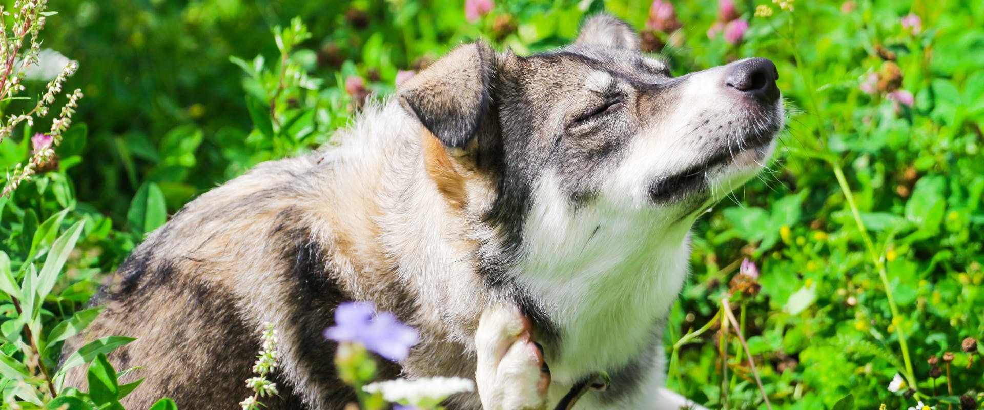 a wolf-like dog sitting in a bush of flowers with its eyes closed as it scratches its neck