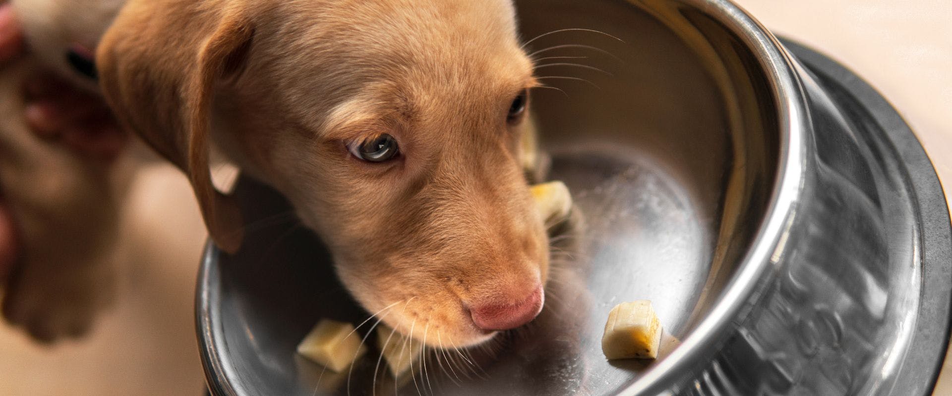 Puppy eating banana from a metal bowl