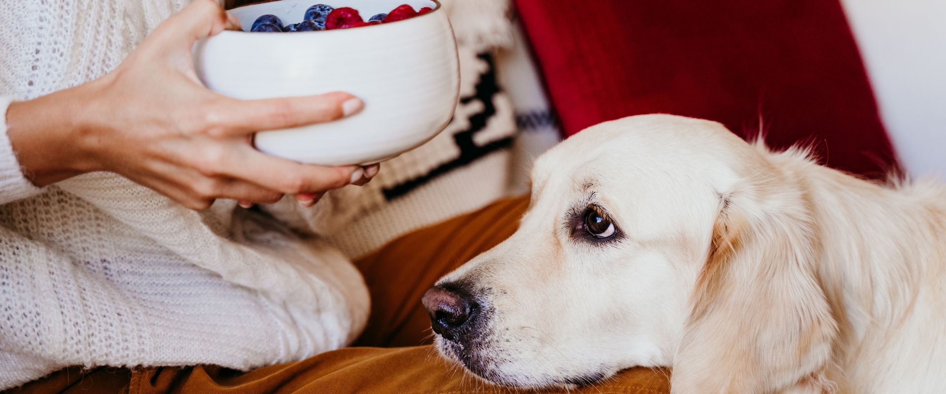 Can Dogs Eat Grapefruit?