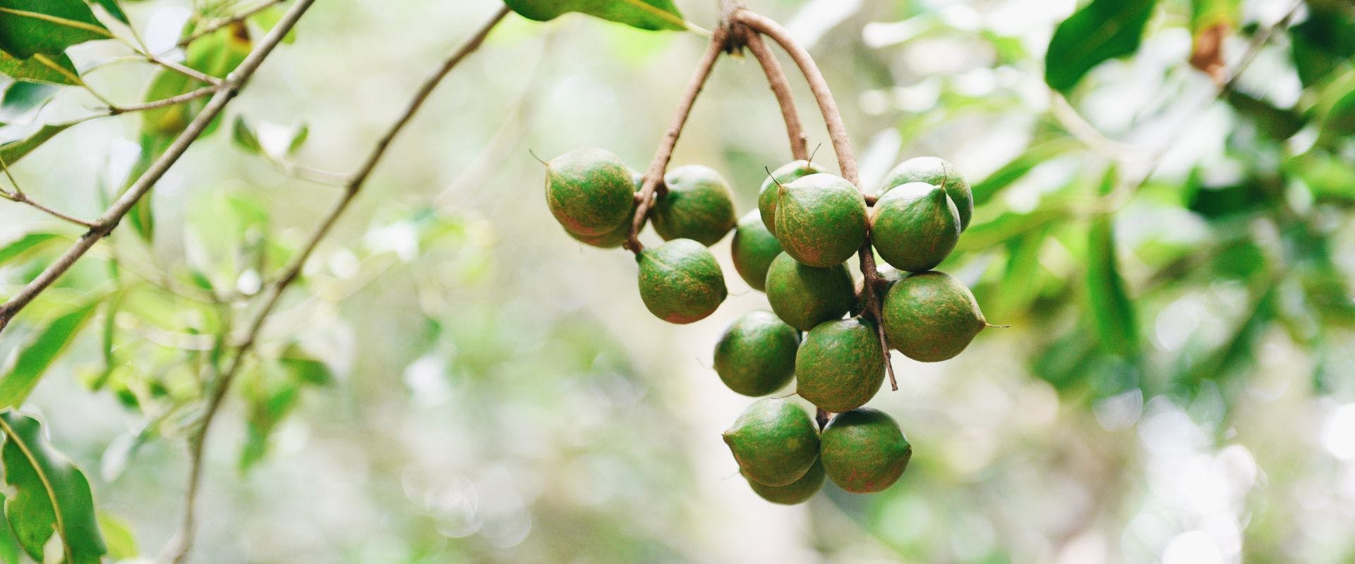 Macadamia nuts growing on tree