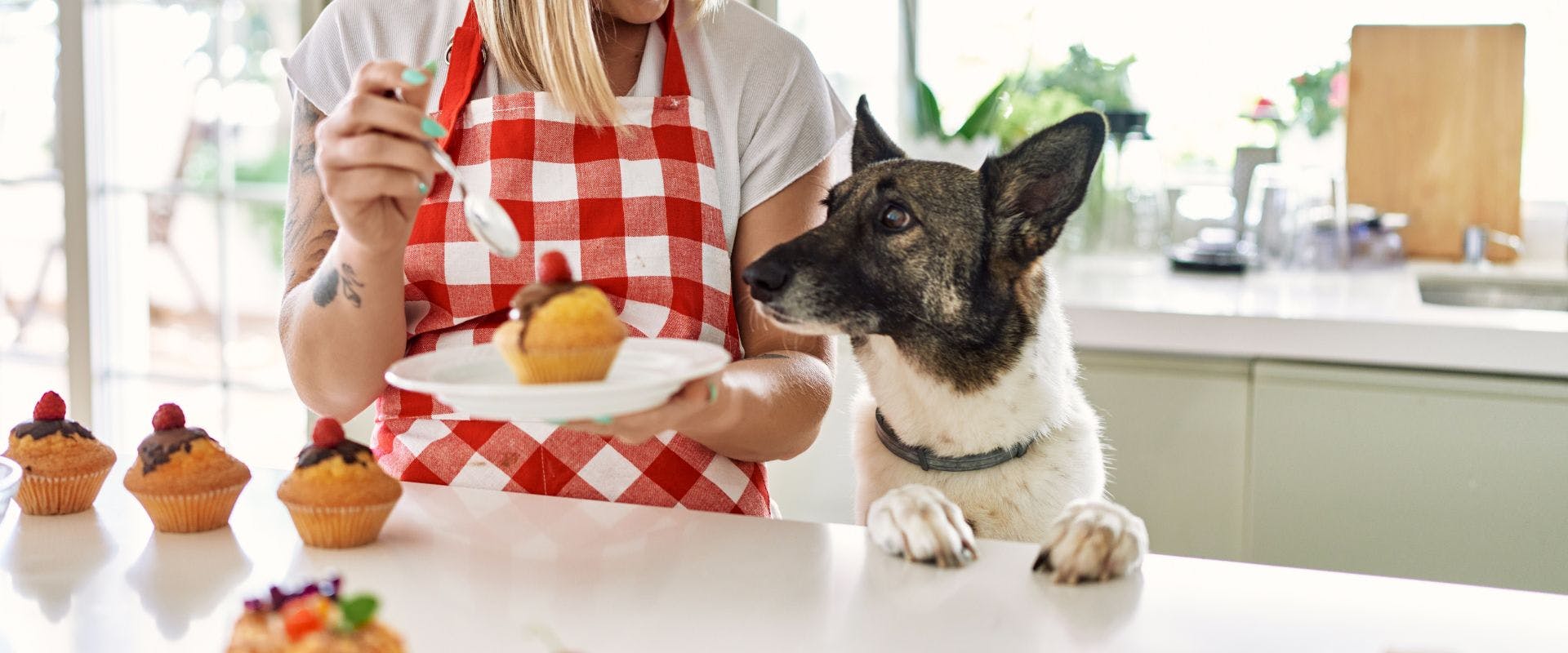 Black and white dog jumping up at the kitchen side while owner is decorating cakes