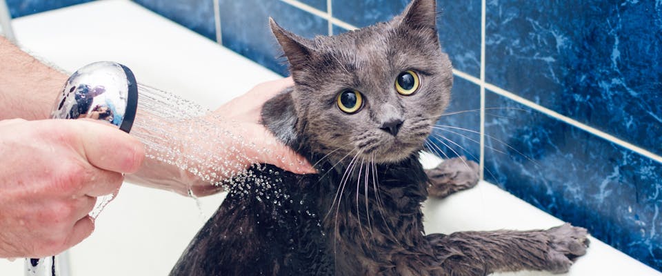 A cat being washed in the tub.