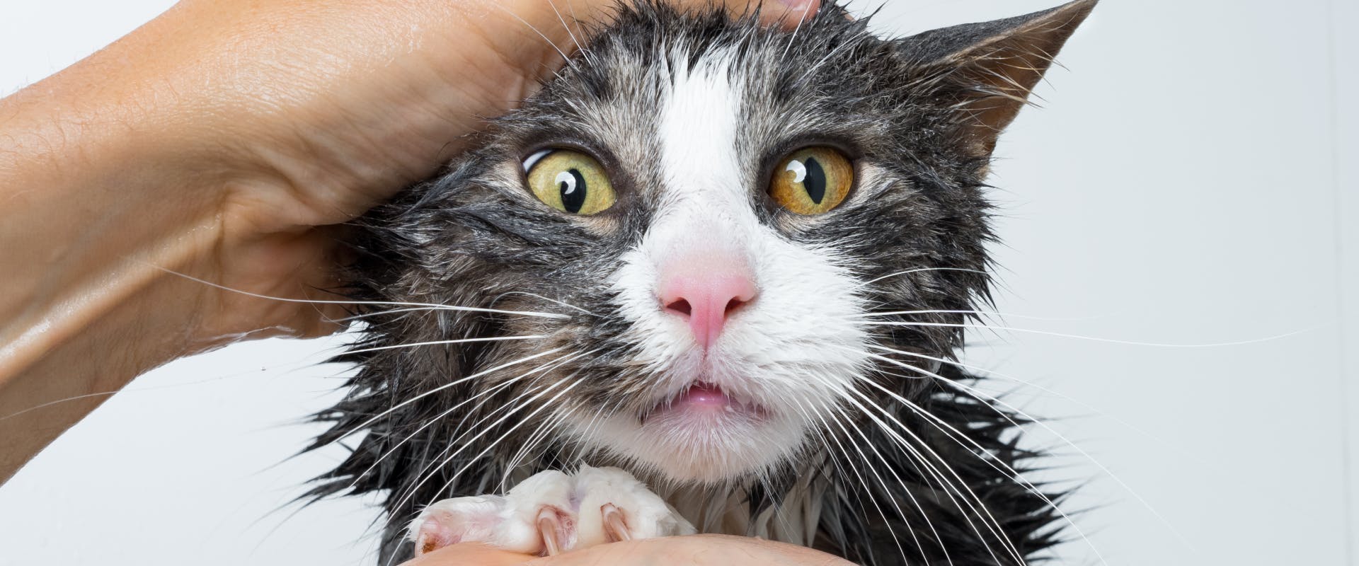 A cat being washed.