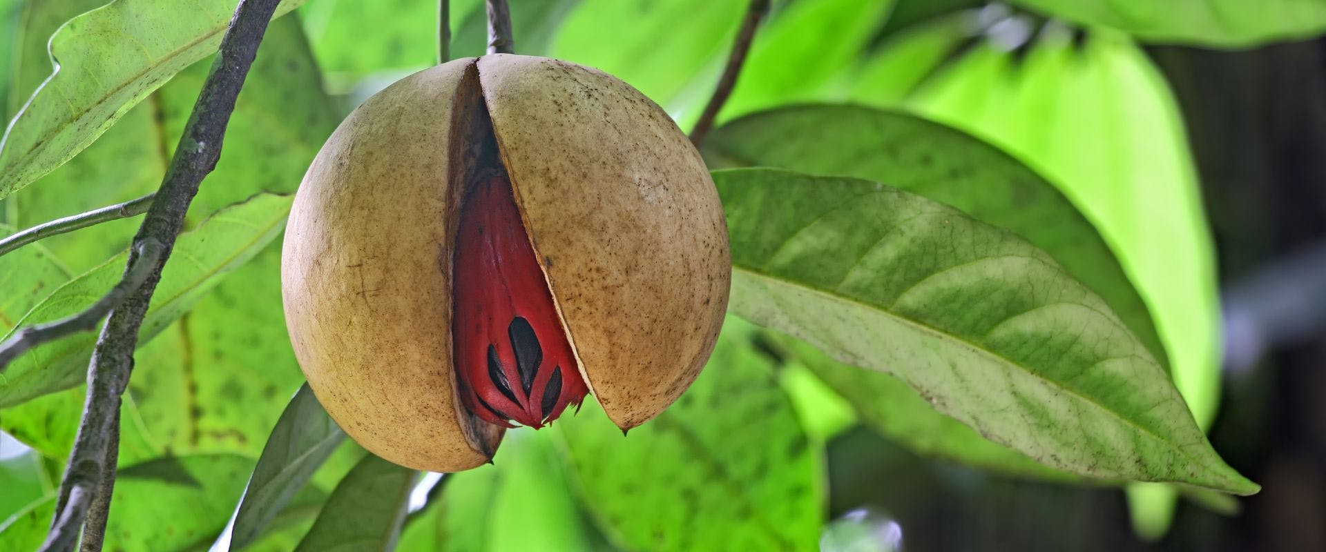 Nutmeg fruit on tree