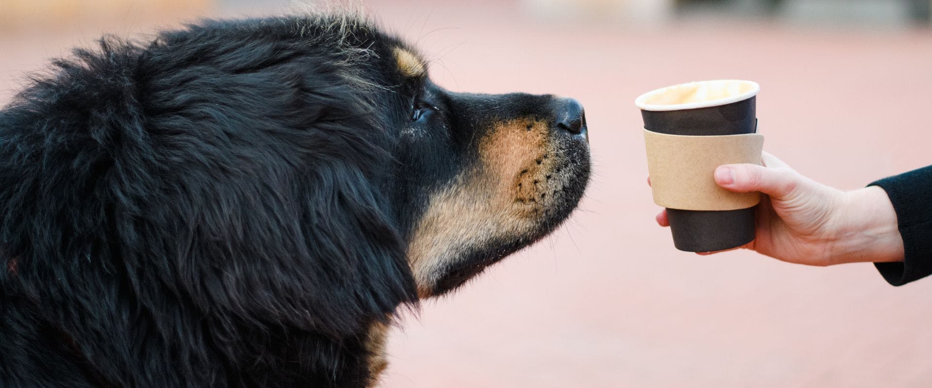 Black dog sniffing a latte