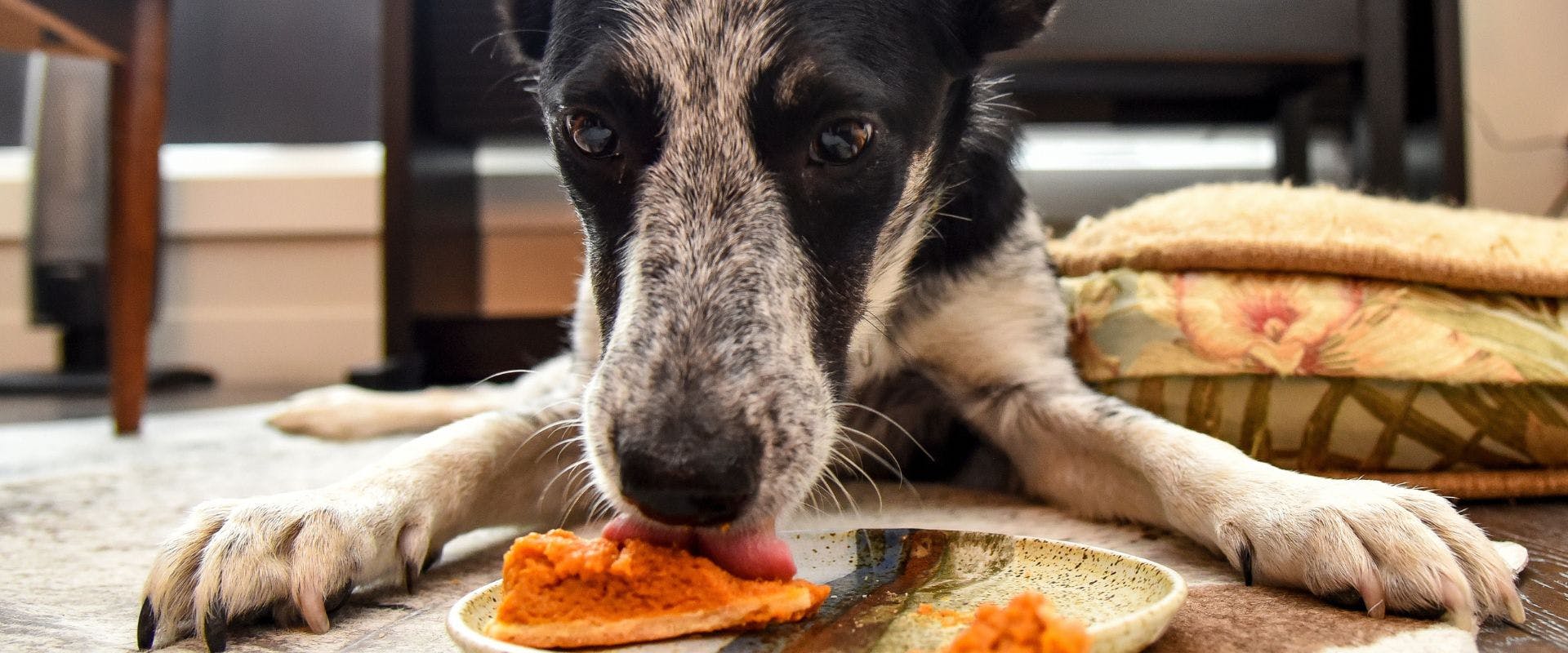 Black and white dog licking a pumpkin pie