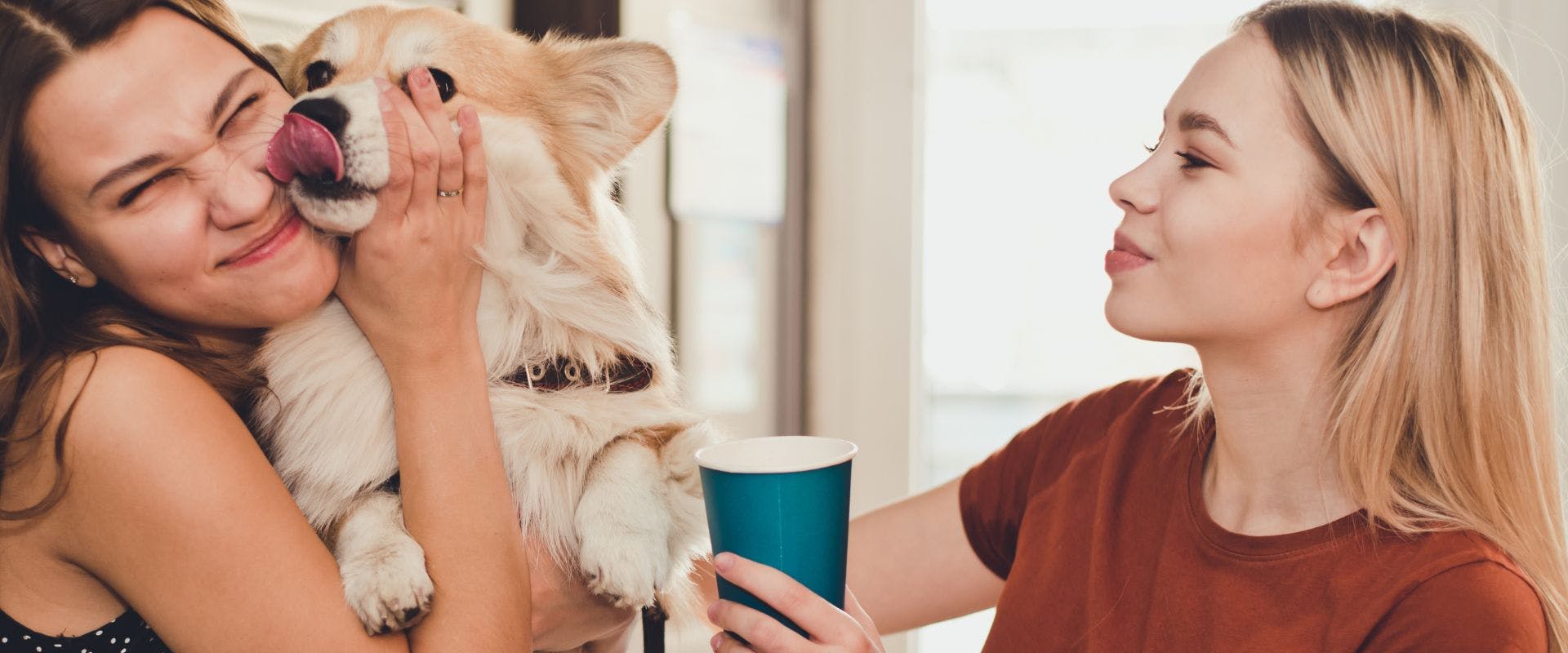 Corgi dog with two people drinking coffee