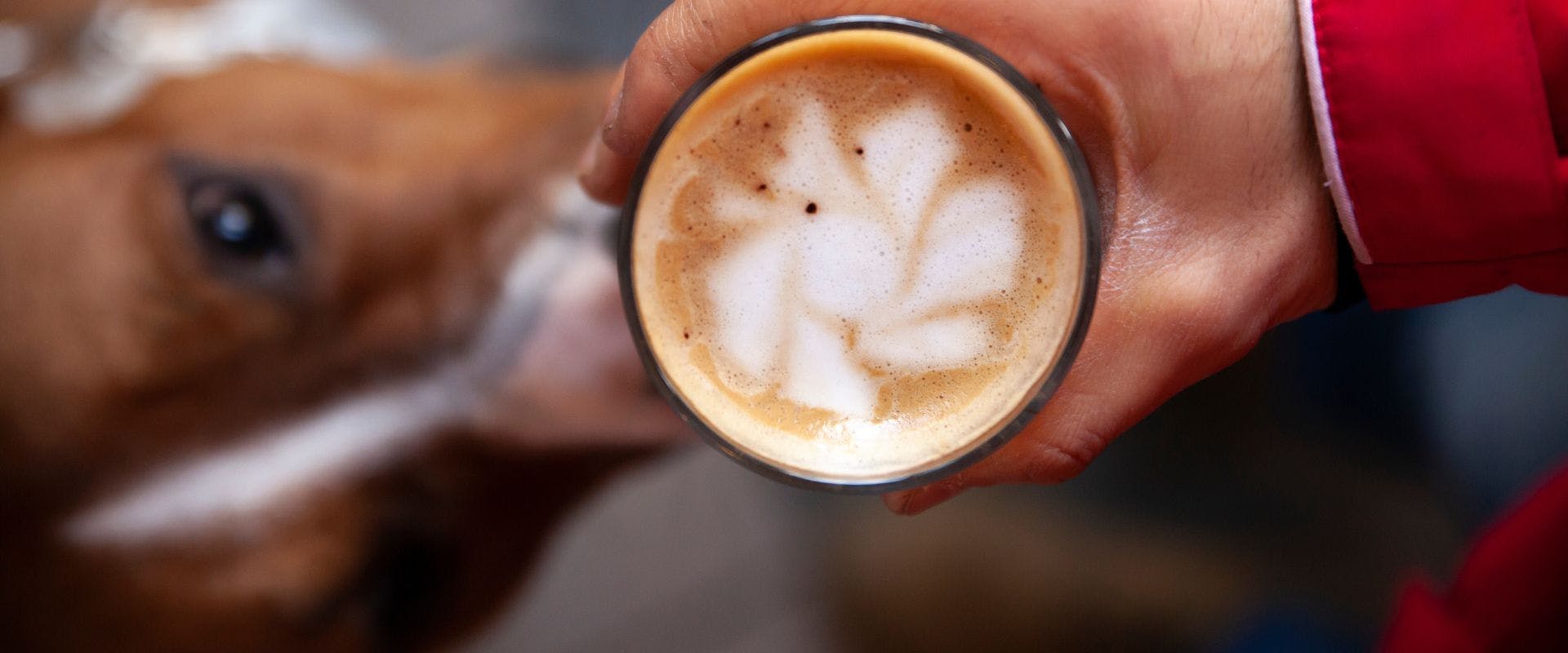Close-up of latte with a dog in the background