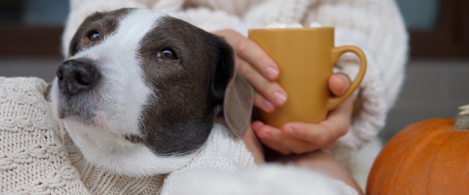 Grey and white dog sat with person drinking a pumpkin spice latte
