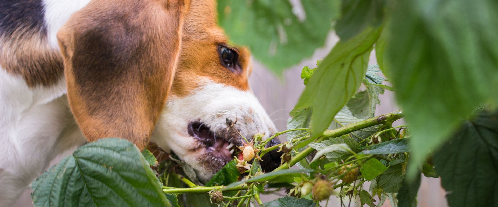 Beagle dog eating raspberries from bush