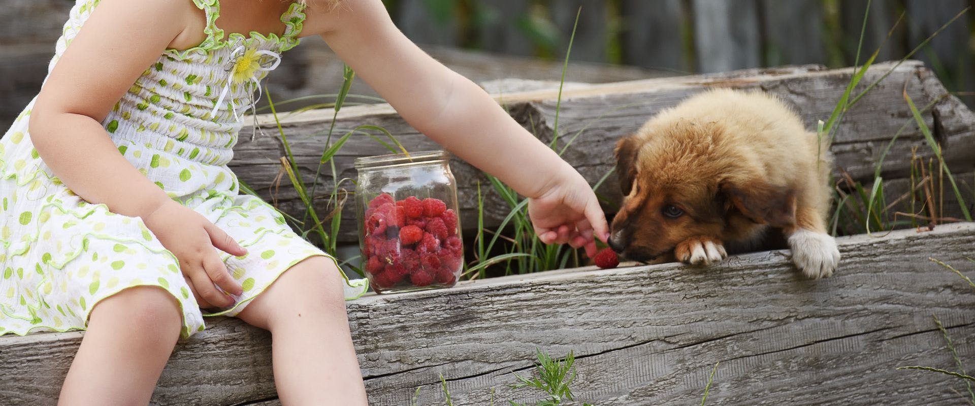 Small child feeding dog raspberries