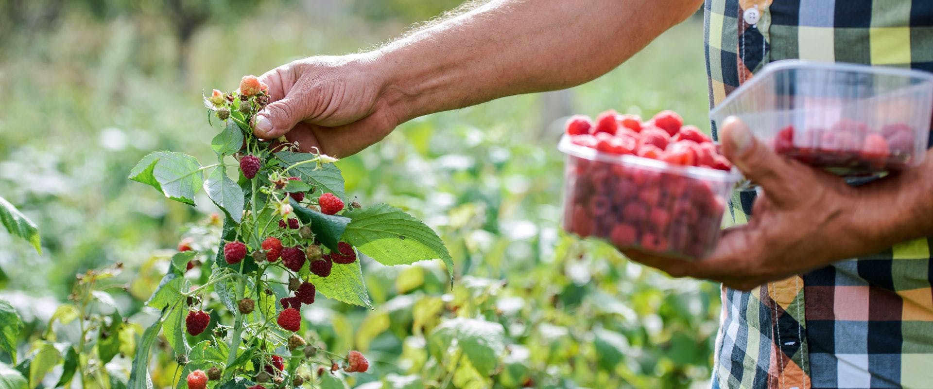 Raspberries being picked from farm