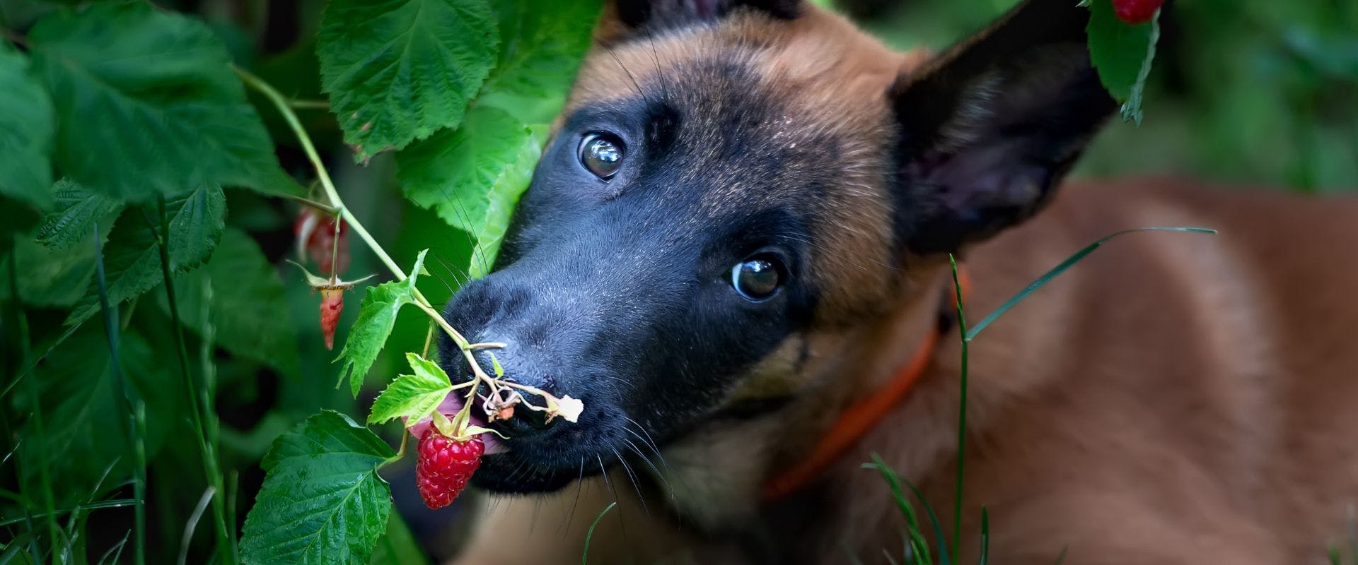 Belgian Malinois dog eating raspberries