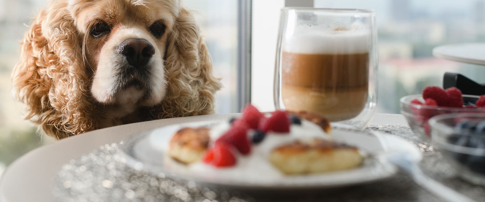Beige dog looking at raspberries, pancakes and a latte