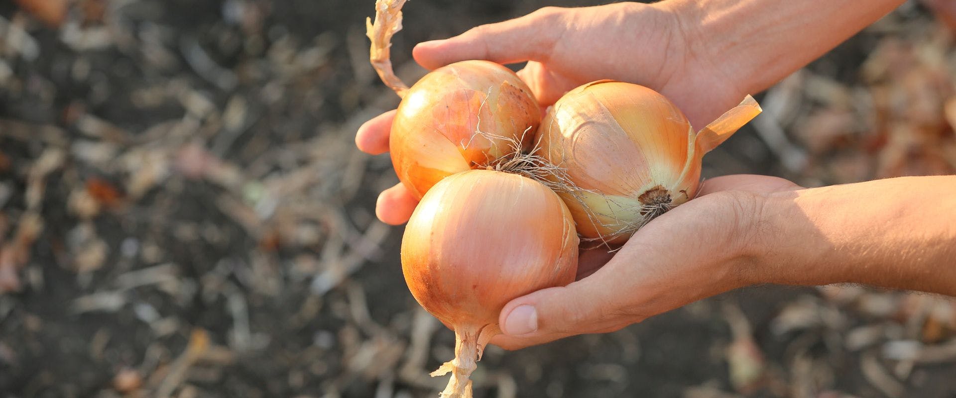Freshly-harvested onions being held above soil
