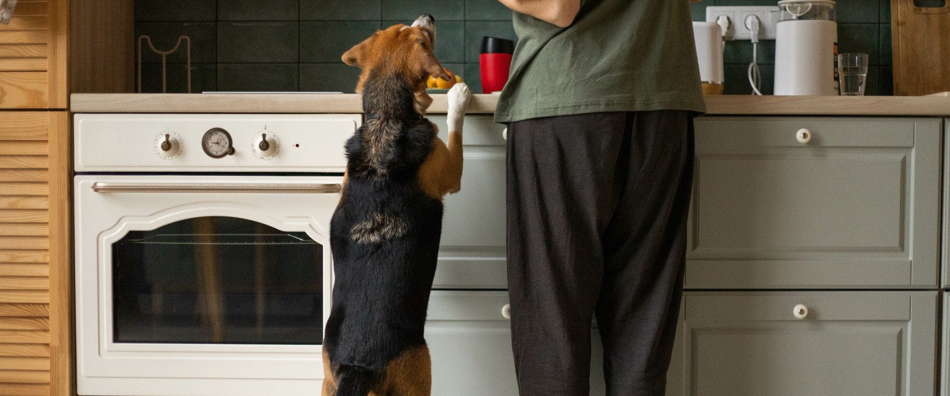 Beagle dog jumping up at kitchen countertop next to owner