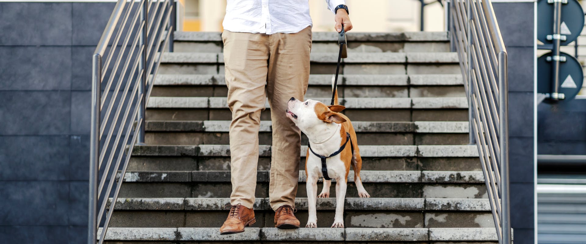 a white and tan short-haired dog stood next a human in a white shire walking down concrete steps outside an urban building