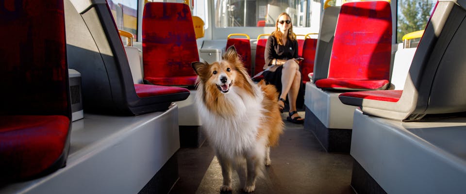 a rough collie walking down the aisle of a public bus with a woman sat on a seat behind it