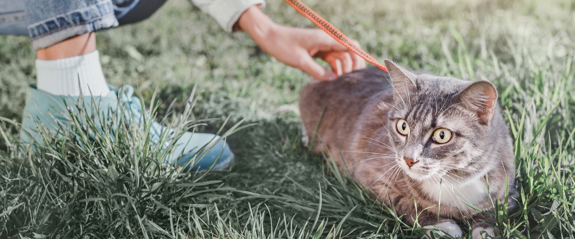 a gray and white cat sat on a patch of grass wearing an orange harness and lead