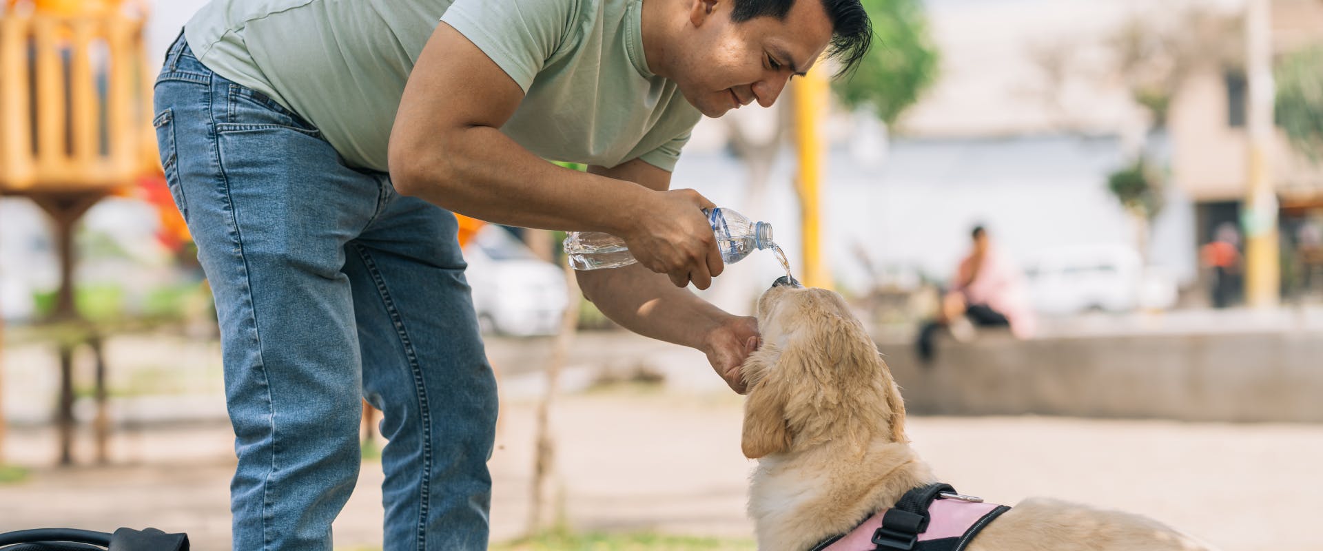 a young goldie with a pink harness drinking from a water bottle being held by a man in a green shirt in an urban play park