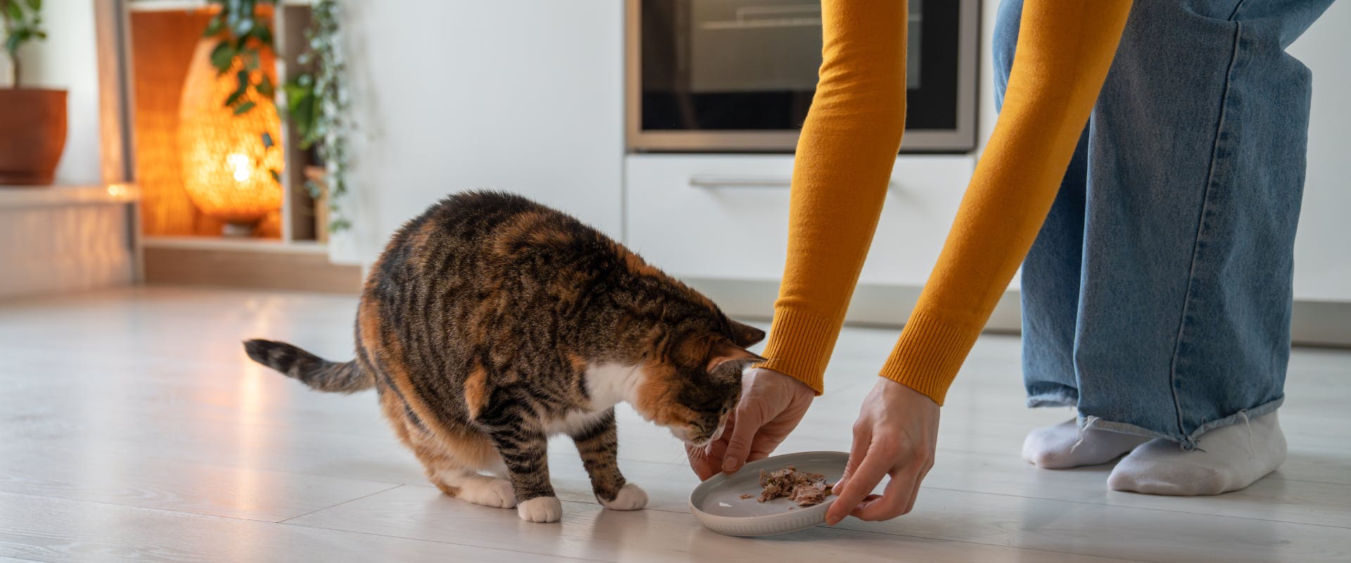 a short-haired calico cat indoor being presented with a saucer of cat food