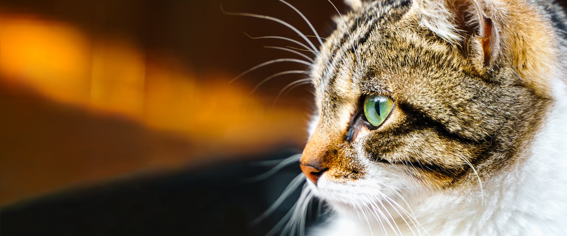 an indoor tabby cat with bright green eyes looking off to the left out of a window in an urban area