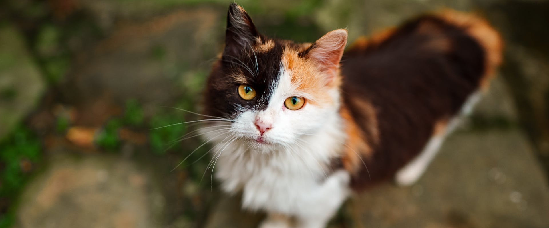 a long-haired calico cat looking up at the camera as it's stood on a concrete walkway
