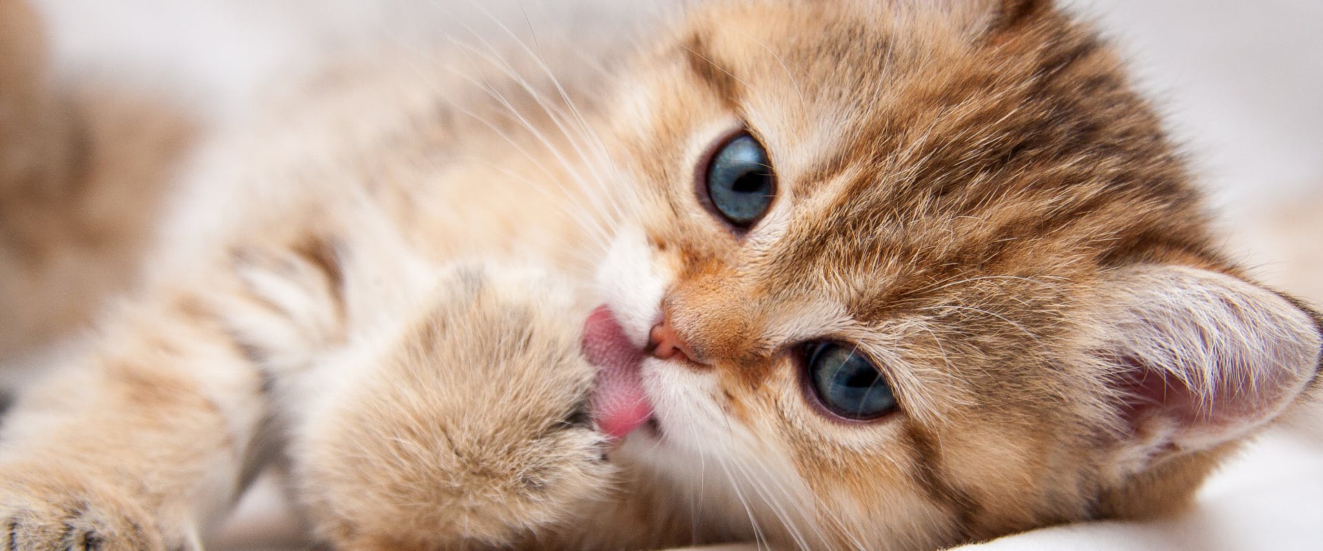 a kitten with blue eyes lying on its side whilst licking a front paw