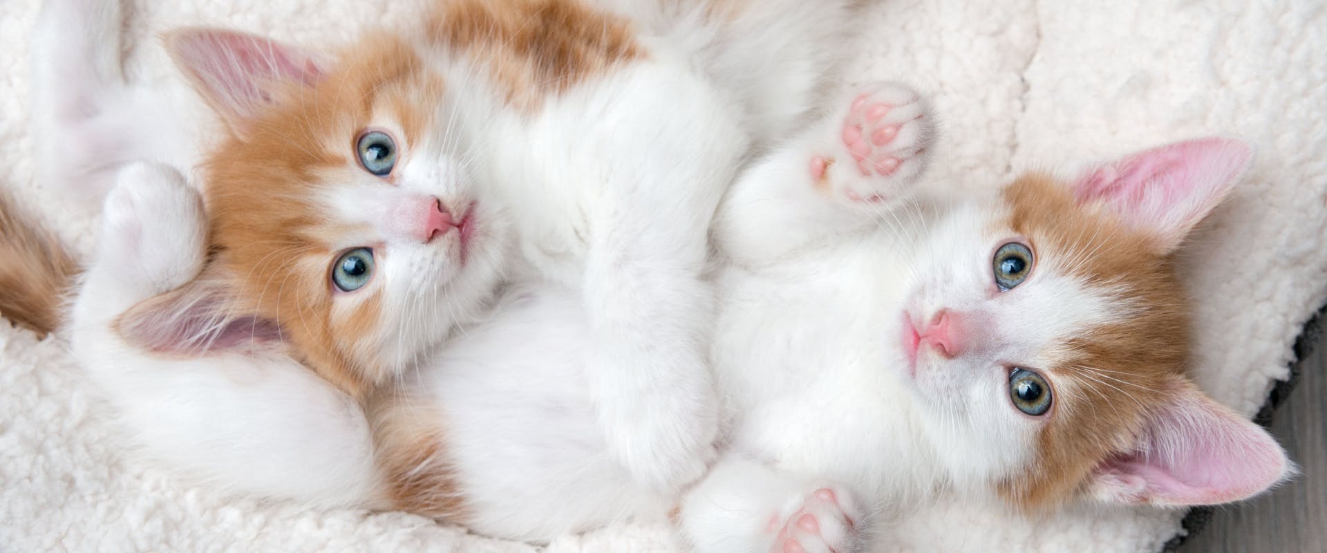 two white and ginger kittens lying on their back on a fluffy white blanket