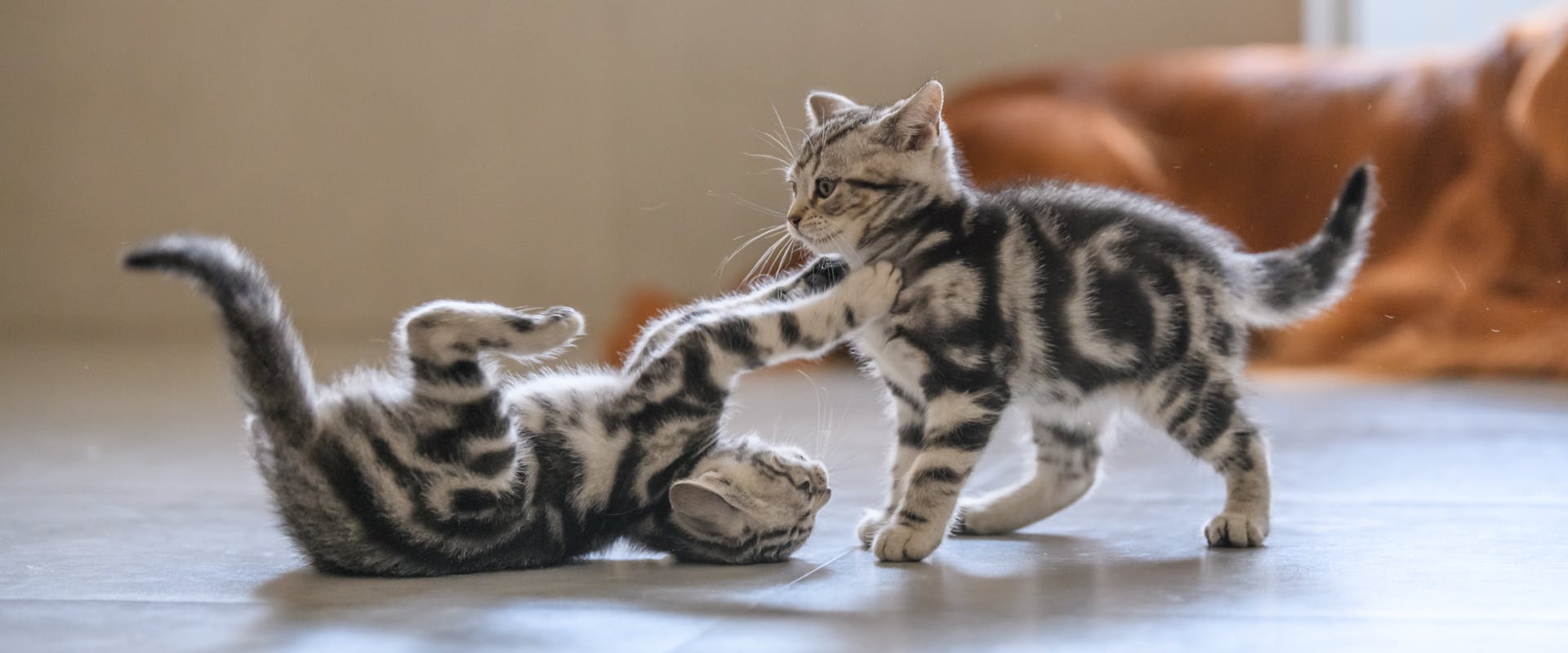 two gray kittens playing on a living room floor